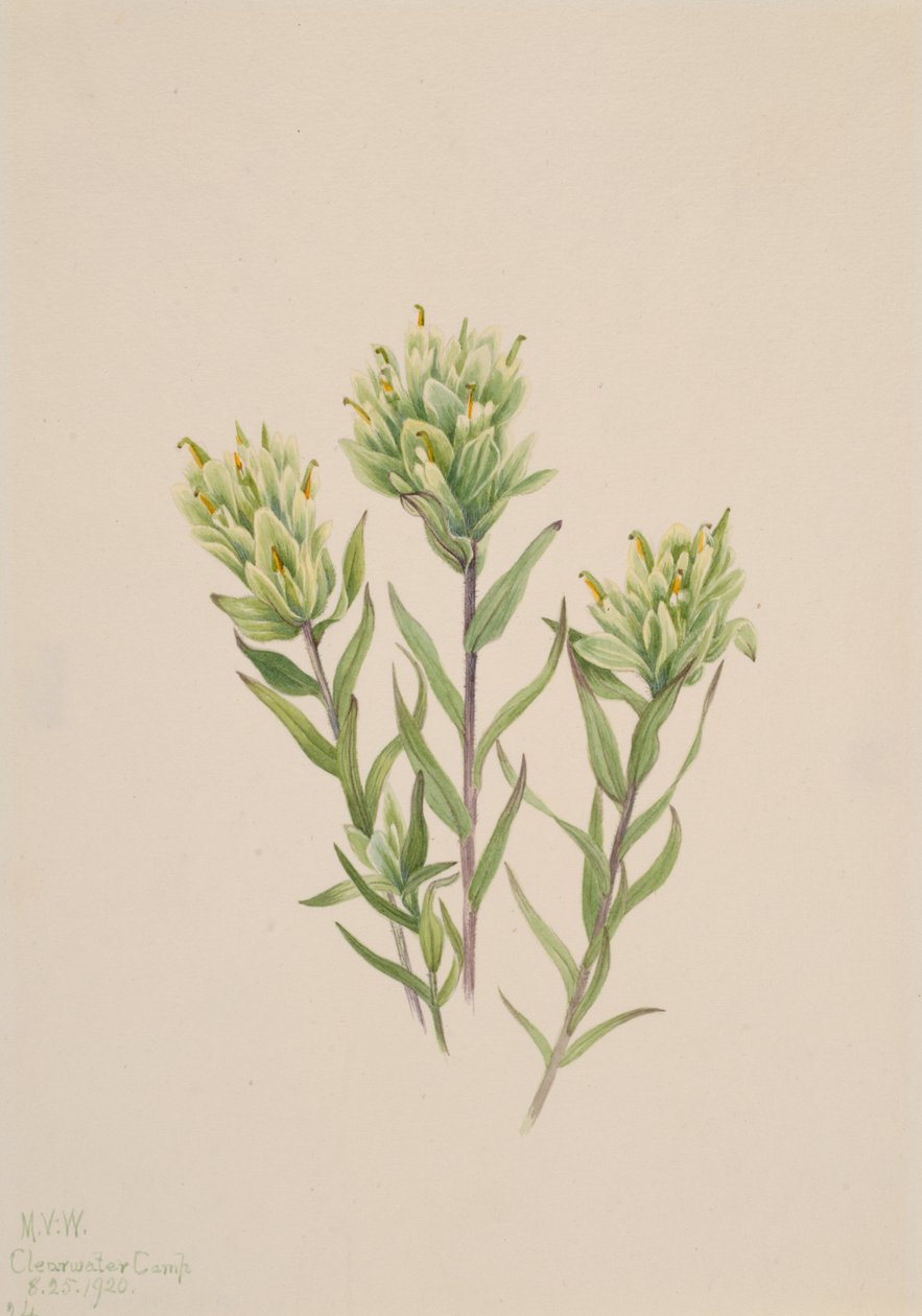 Hvit indisk pensel Castilleja occidentalis, 1920. av Mary Vaux Walcott