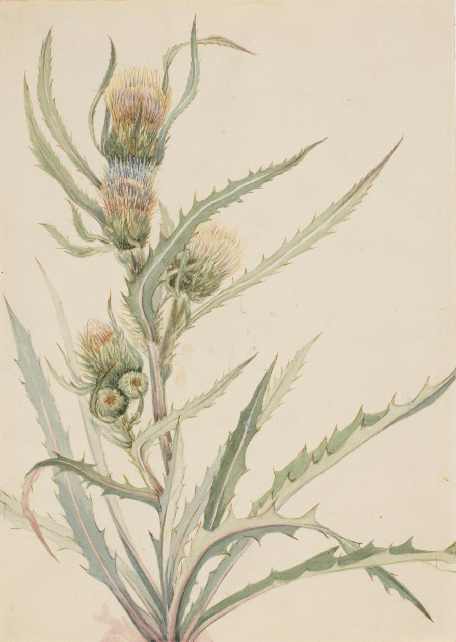 White Thistle Cirsium hookeranum, n.d. av Mary Vaux Walcott