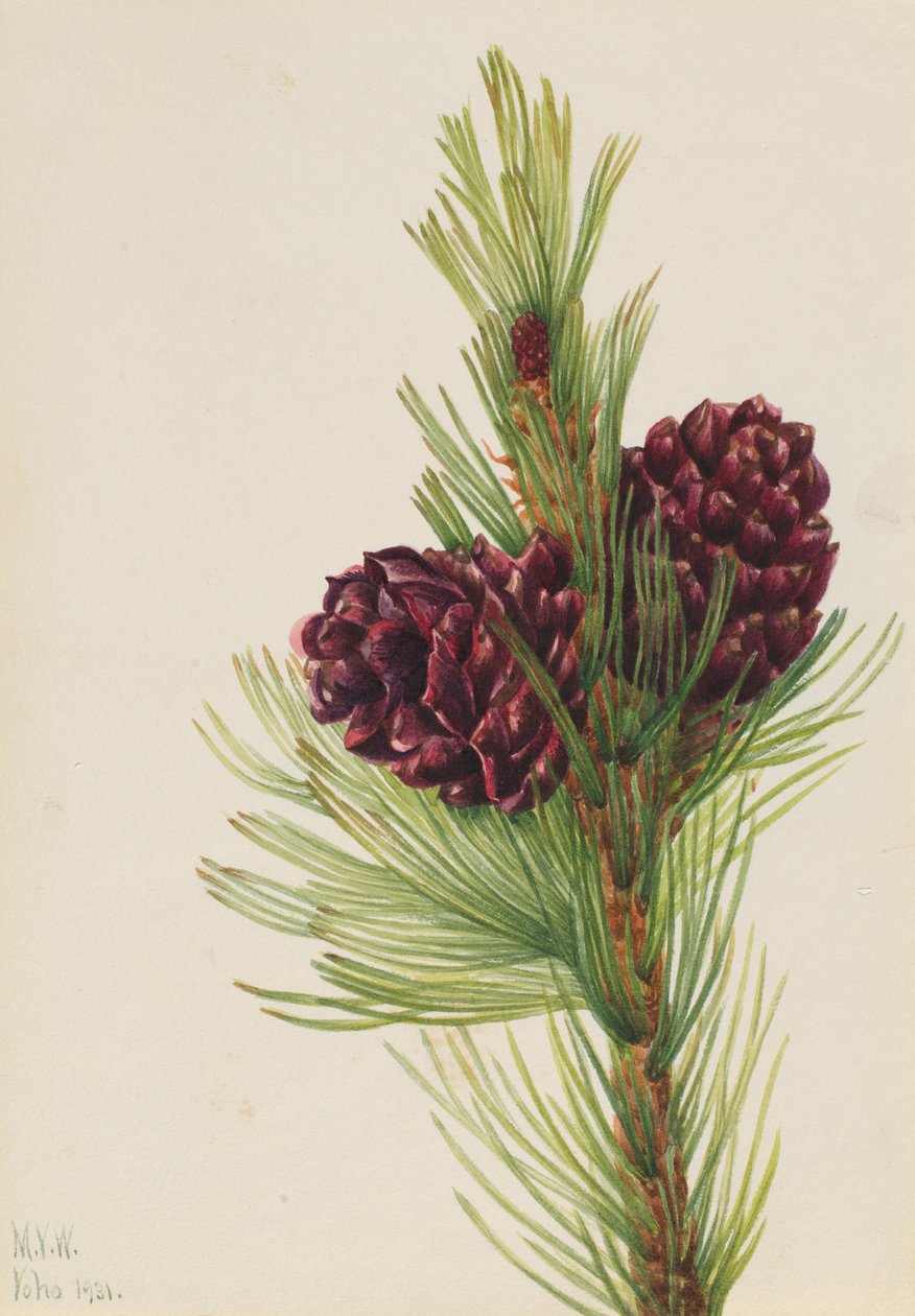  av Mary Vaux Walcott