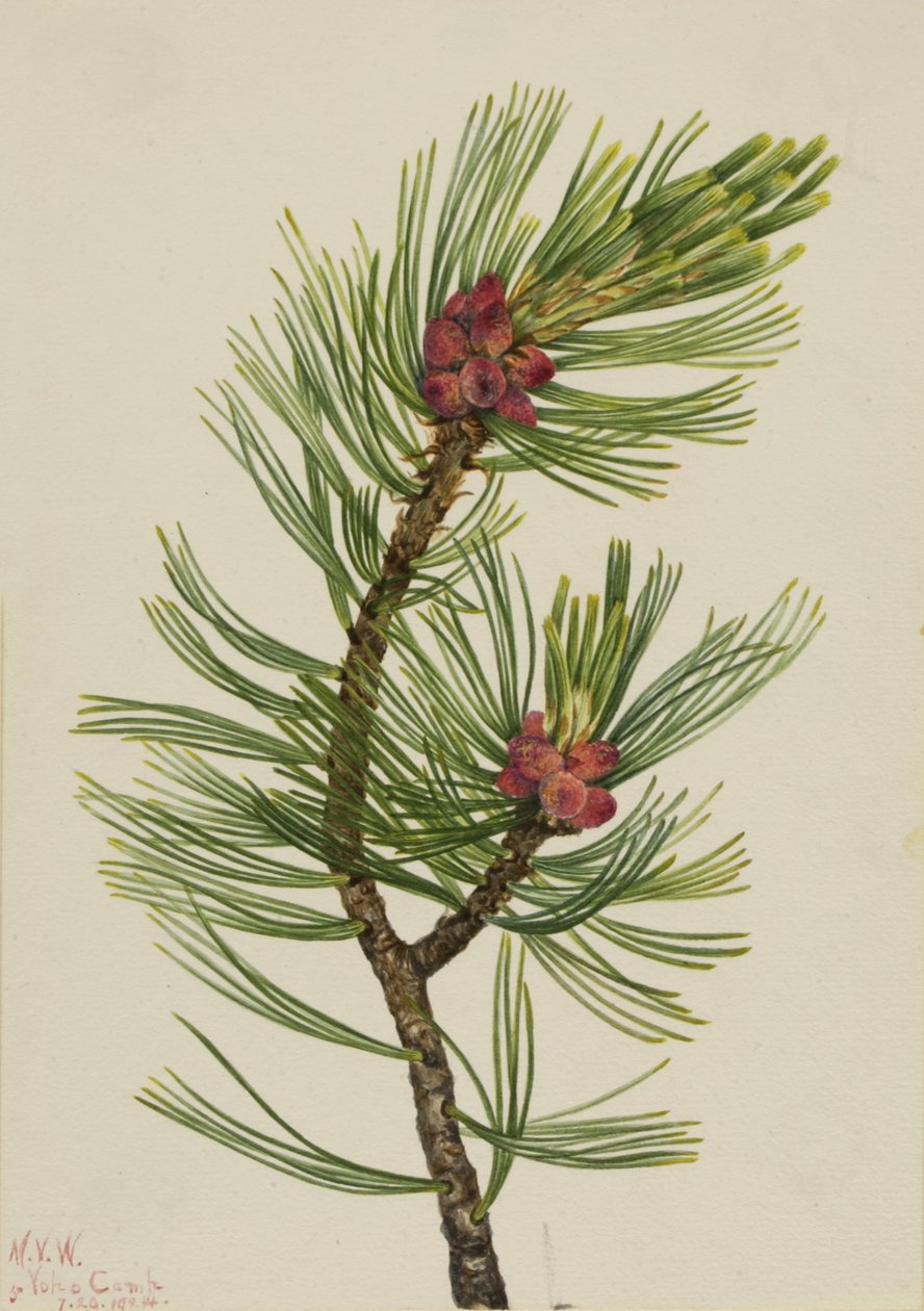 Hvitbarkfuru Pinus albicaulis, 1924. av Mary Vaux Walcott
