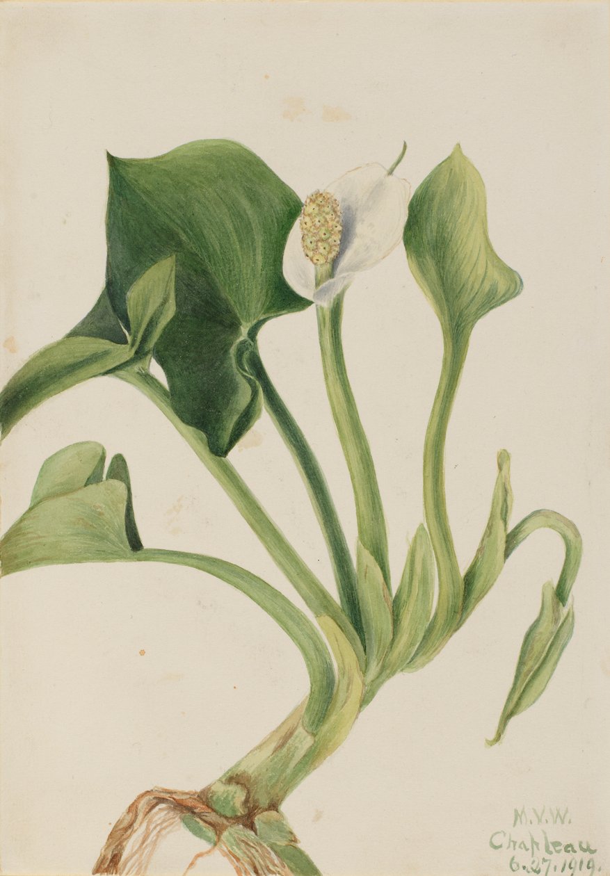  av Mary Vaux Walcott