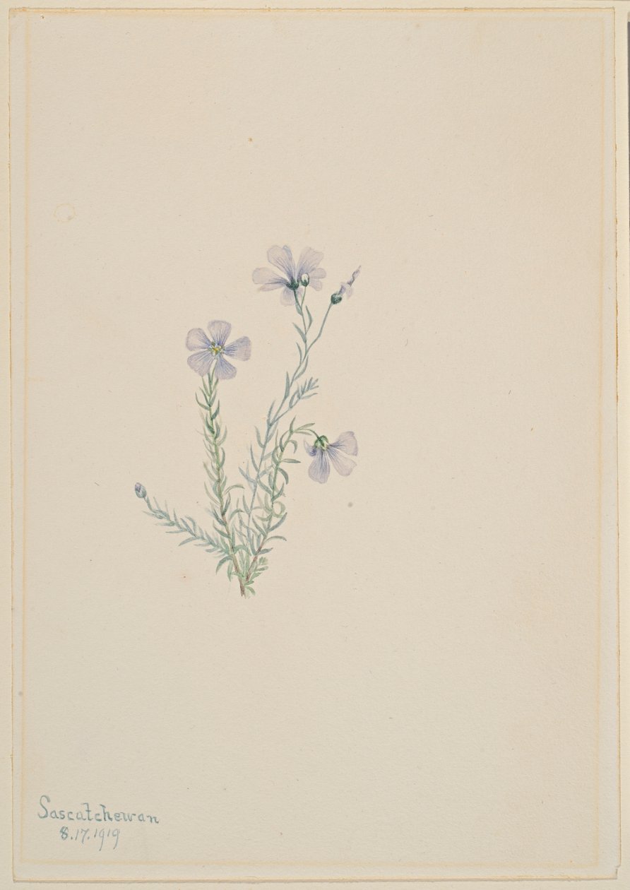  av Mary Vaux Walcott