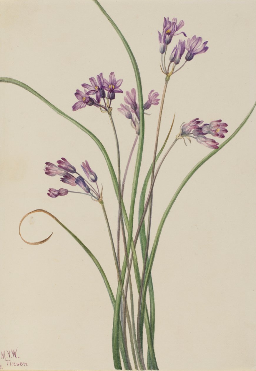  av Mary Vaux Walcott