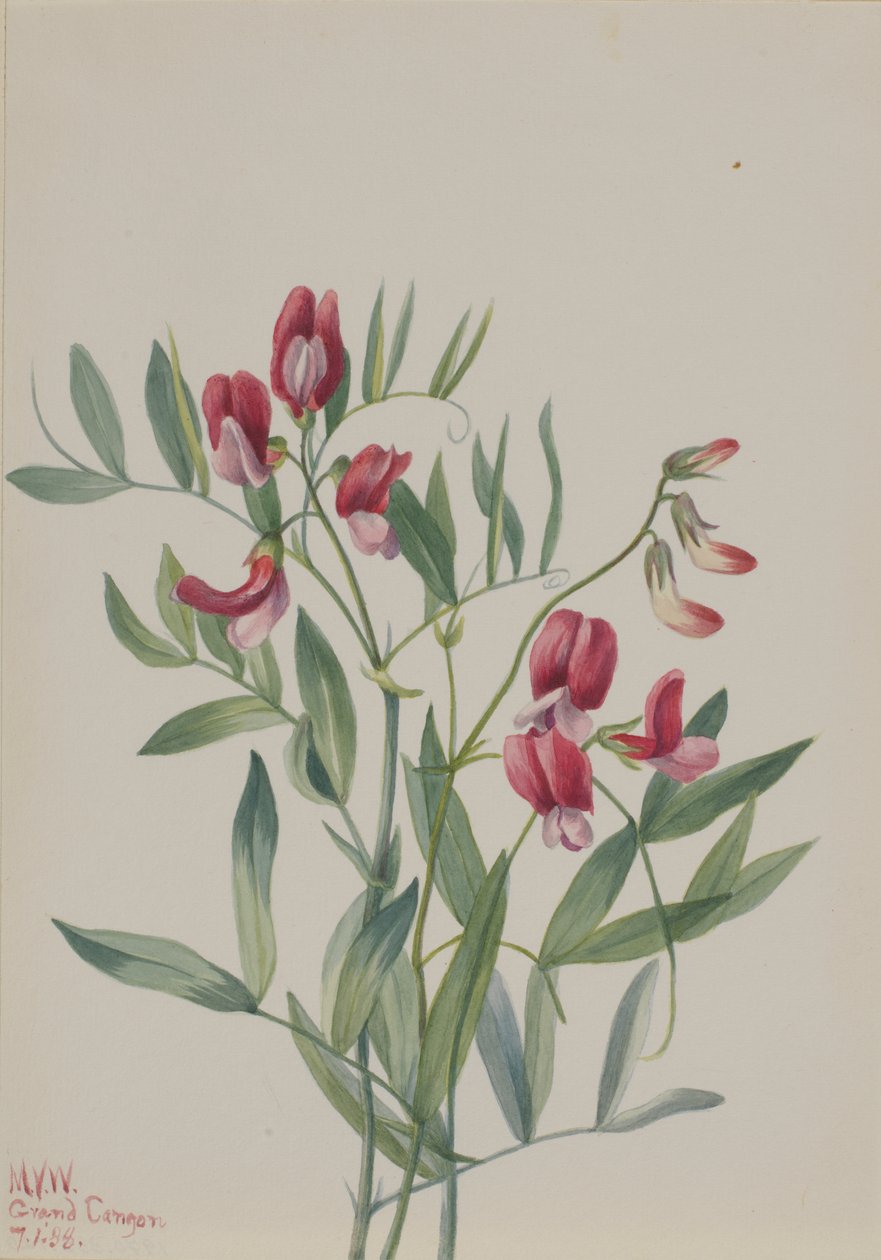 Villerter Lathyrus decaphyllus, 1938. av Mary Vaux Walcott