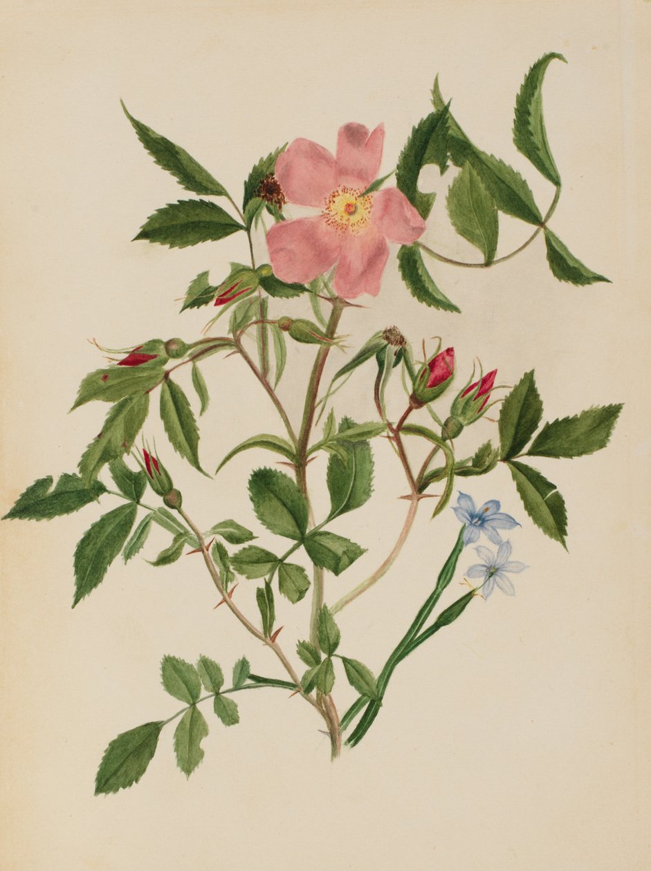 Villrose og blåøyde gress Rosa-arter og Sisyrinchium-arter, n.d. av Mary Vaux Walcott
