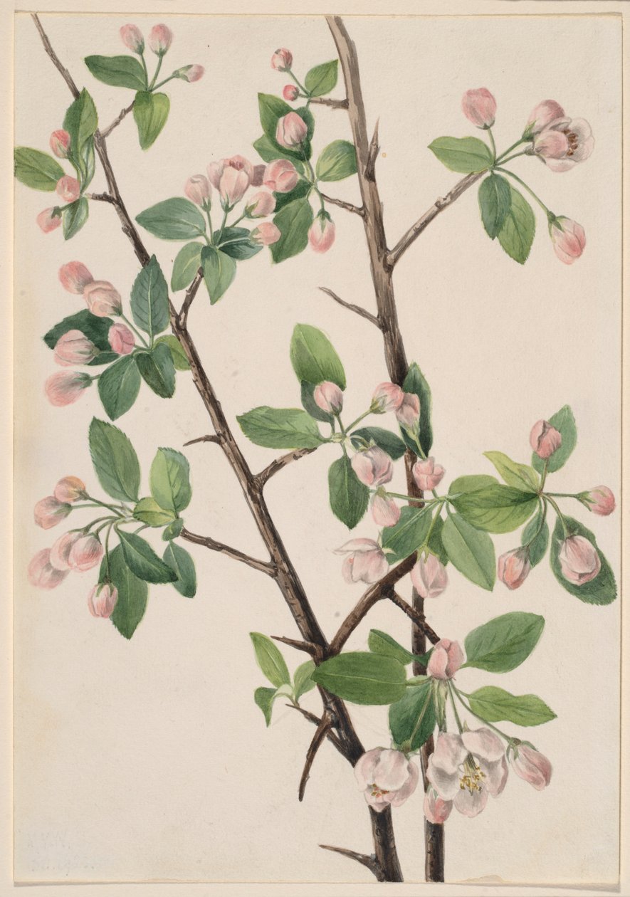  av Mary Vaux Walcott