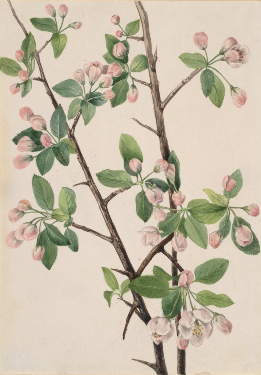 Vill søt krabbe Malus coronaria, 1920. av Mary Vaux Walcott