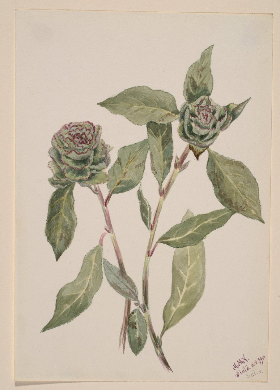  av Mary Vaux Walcott