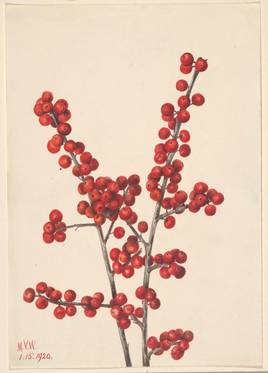  av Mary Vaux Walcott