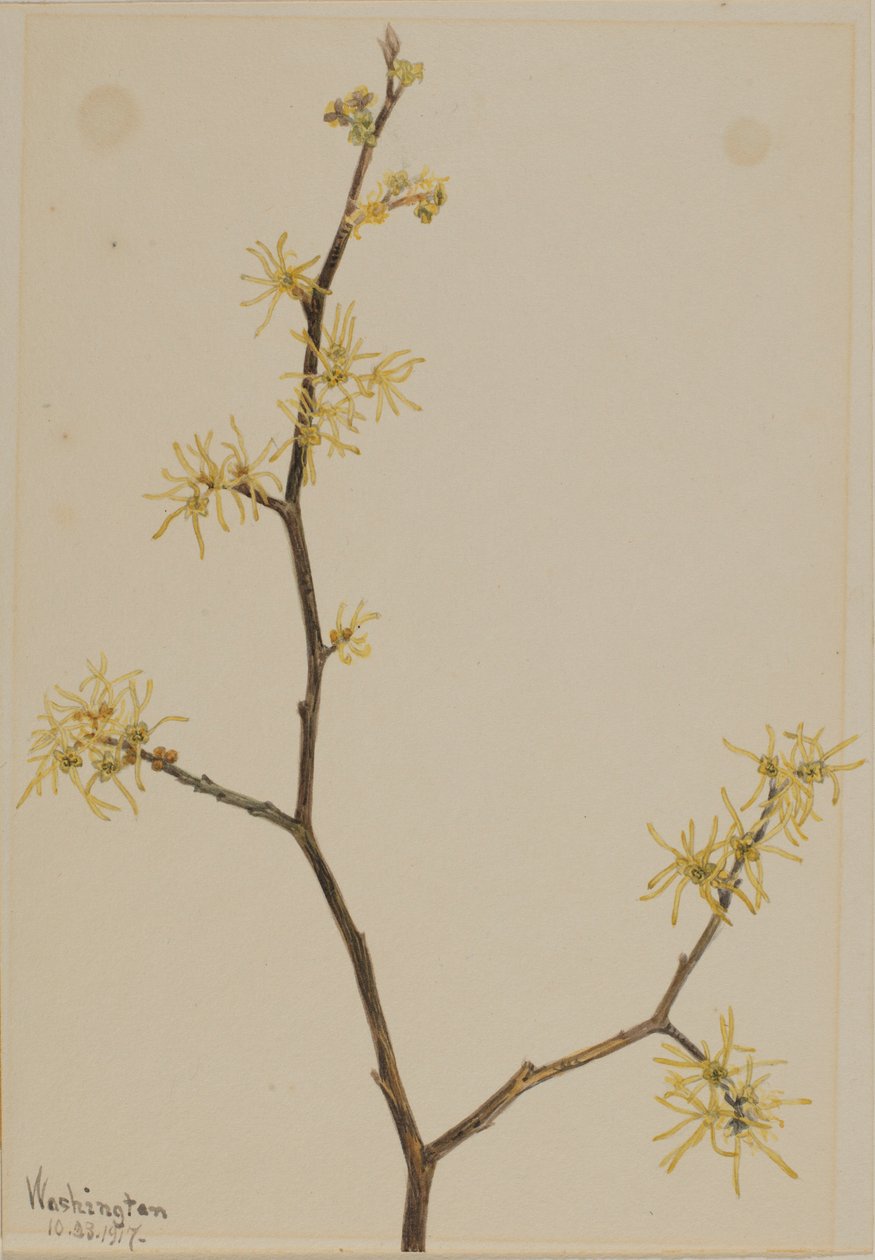  av Mary Vaux Walcott