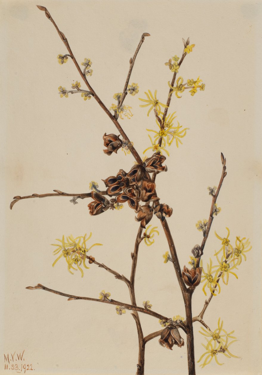  av Mary Vaux Walcott