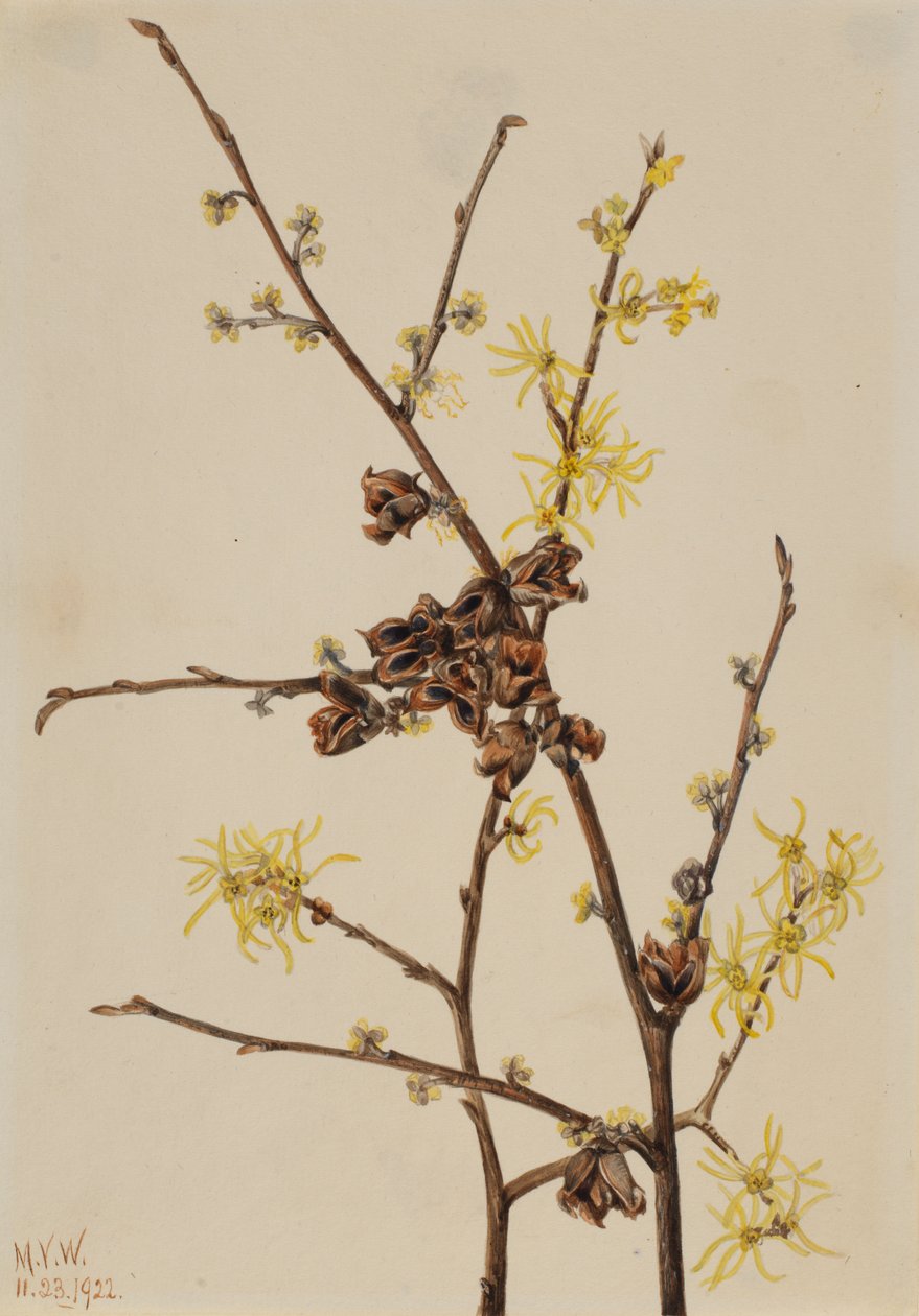 Witch Hazel Hamamelis virginiana, 1922. av Mary Vaux Walcott