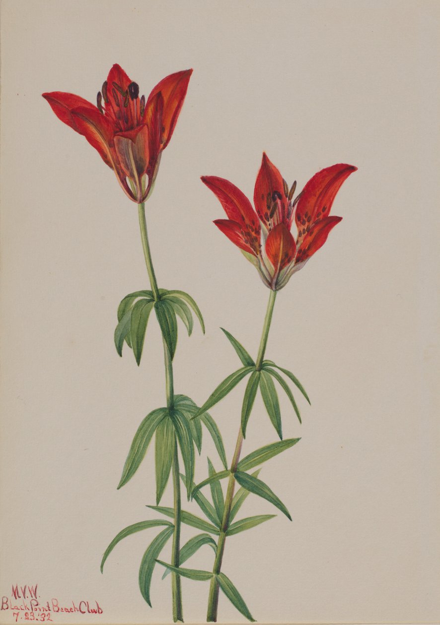  av Mary Vaux Walcott