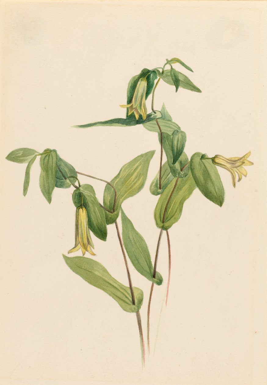  av Mary Vaux Walcott