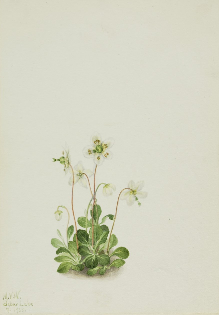  av Mary Vaux Walcott