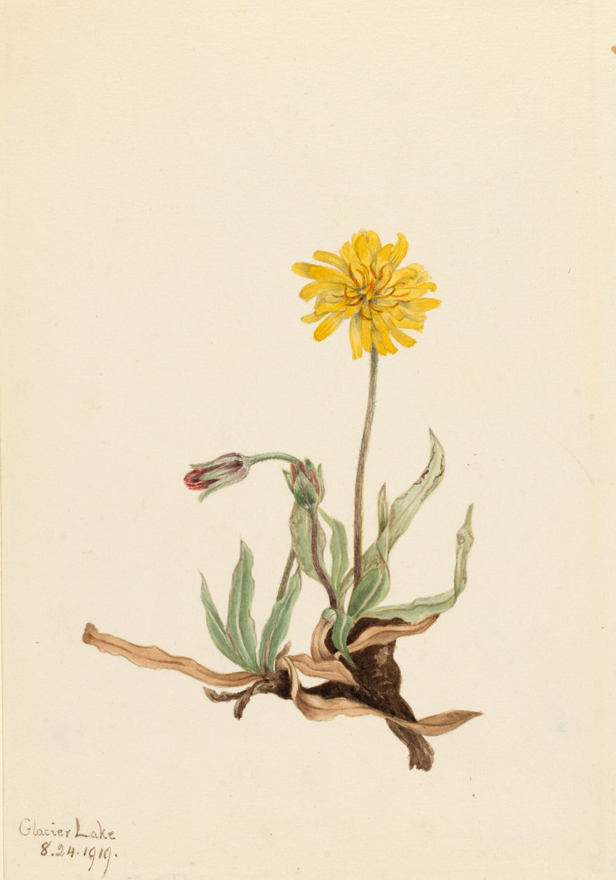 Ullen Agoseris Agoseris villosa, 1919. av Mary Vaux Walcott
