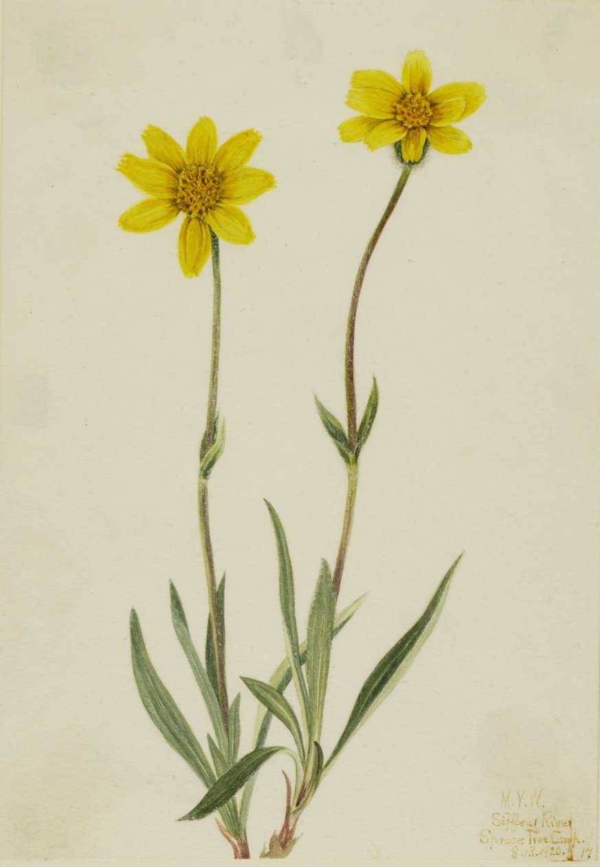  av Mary Vaux Walcott