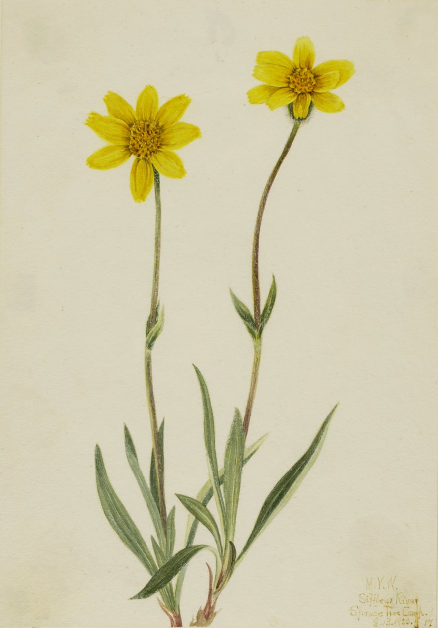 Woolly Arnica Arnica tomentosa, 1920. av Mary Vaux Walcott