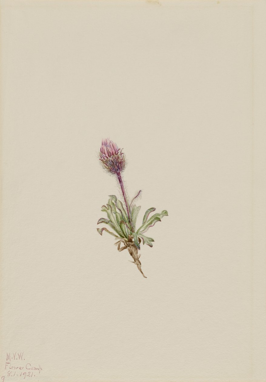 av Mary Vaux Walcott