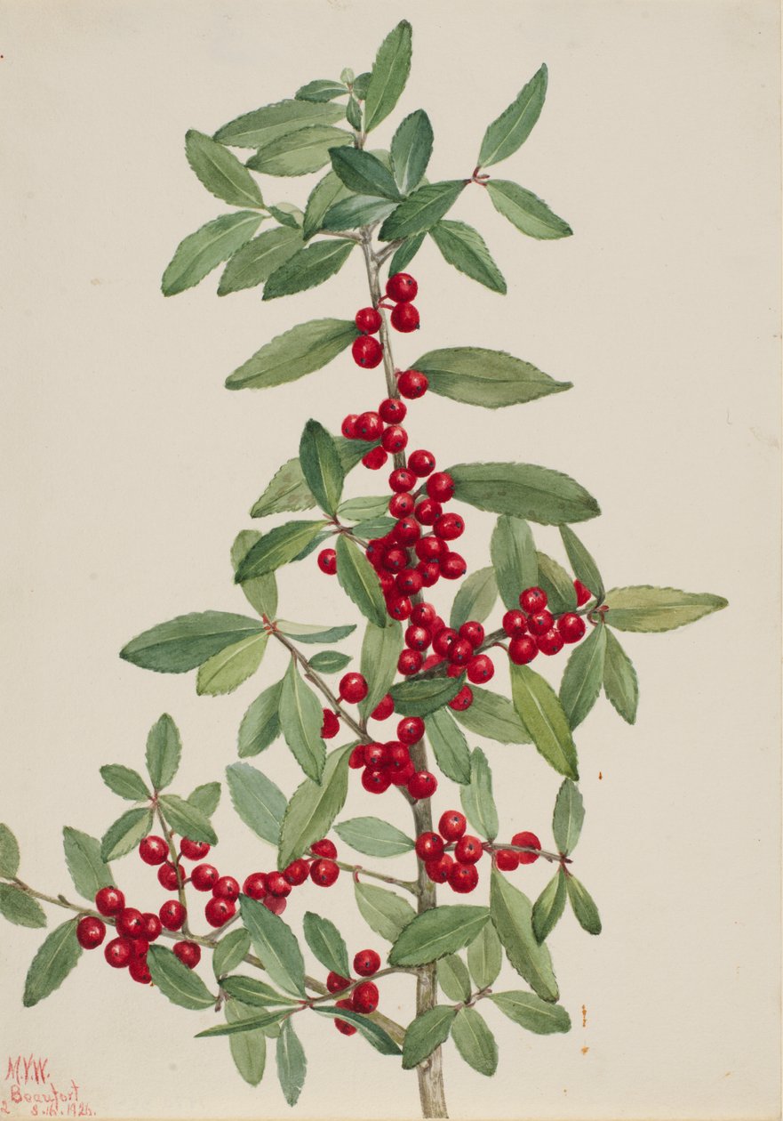  av Mary Vaux Walcott