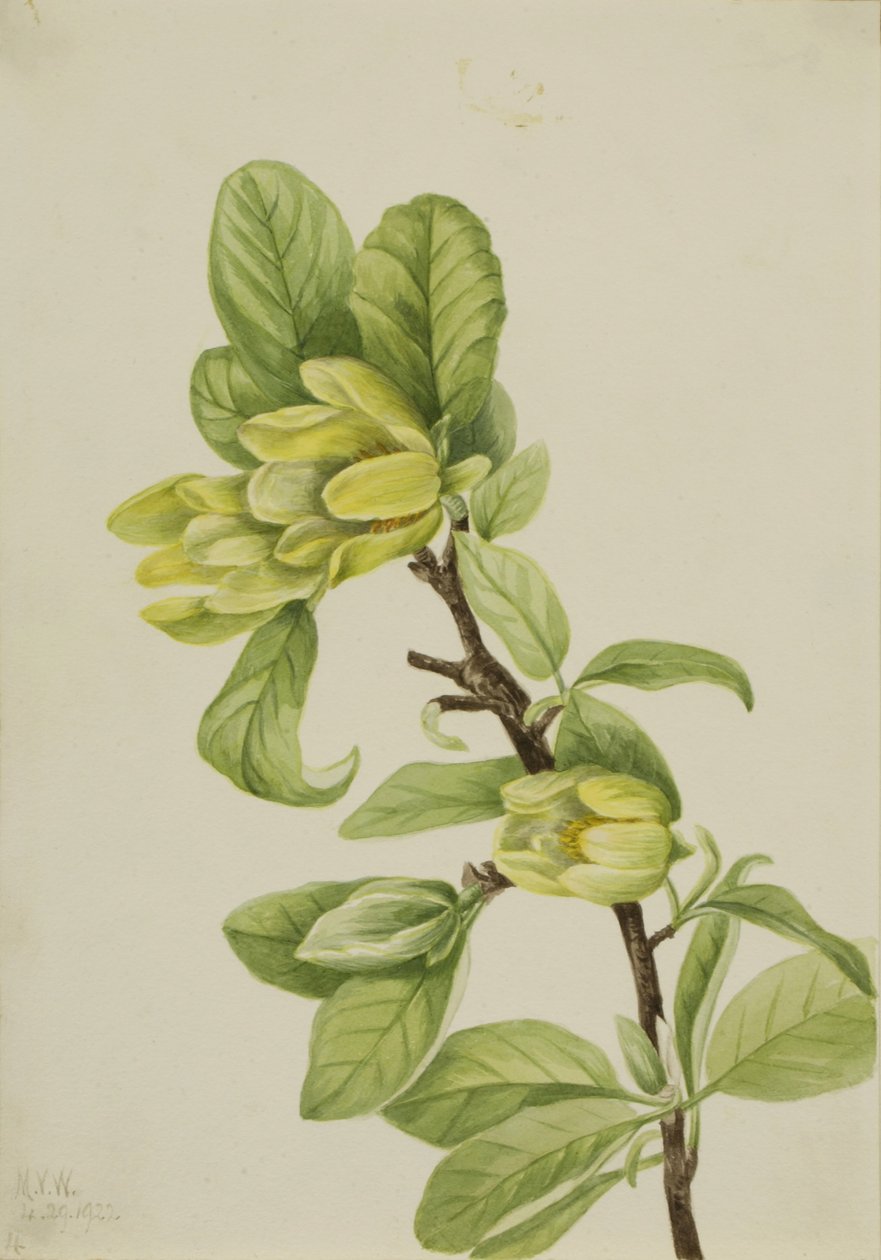  av Mary Vaux Walcott