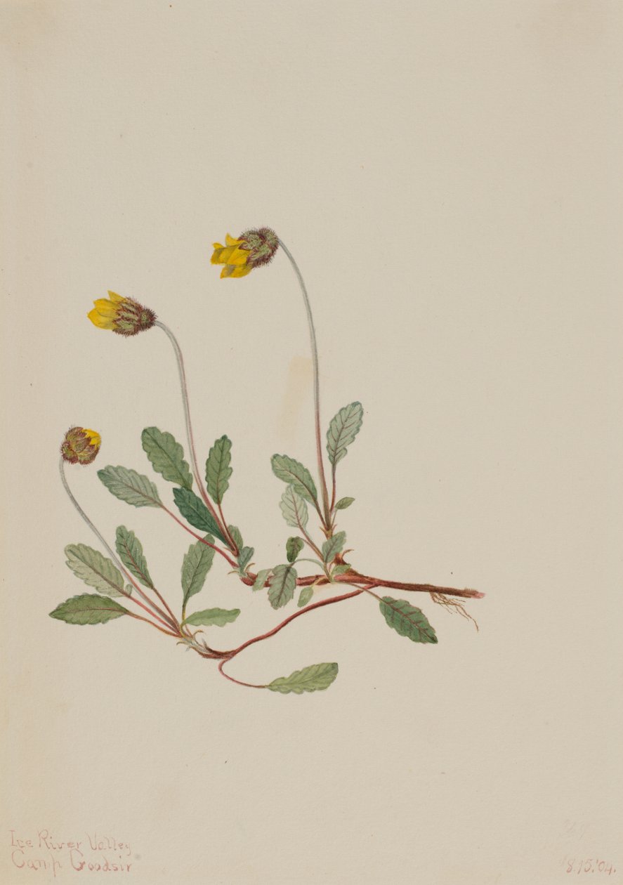  av Mary Vaux Walcott