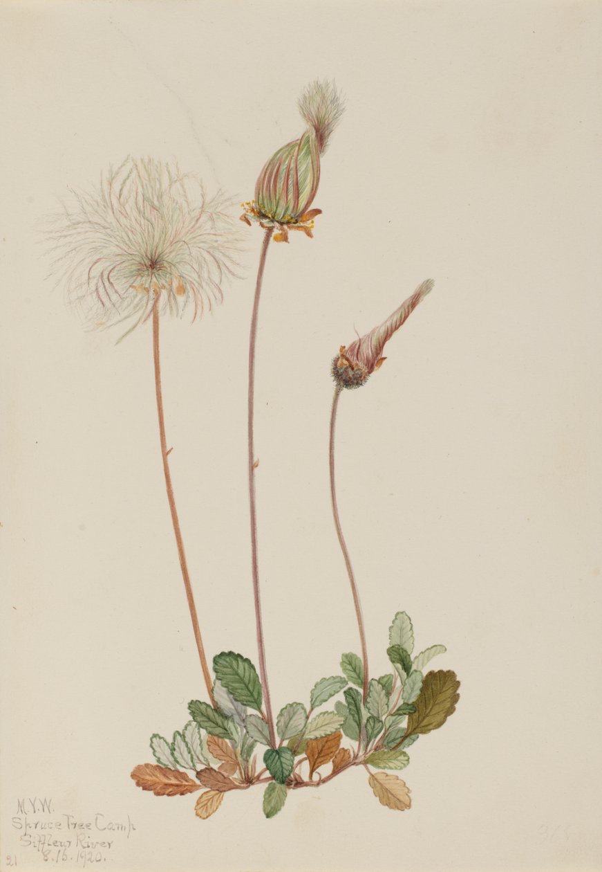 Gul Dryad frukt Dryas drummondii, 1920. av Mary Vaux Walcott