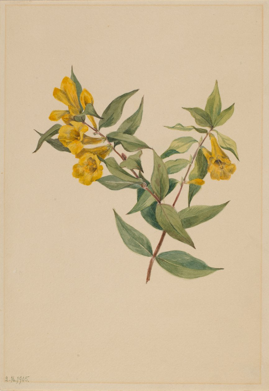  av Mary Vaux Walcott