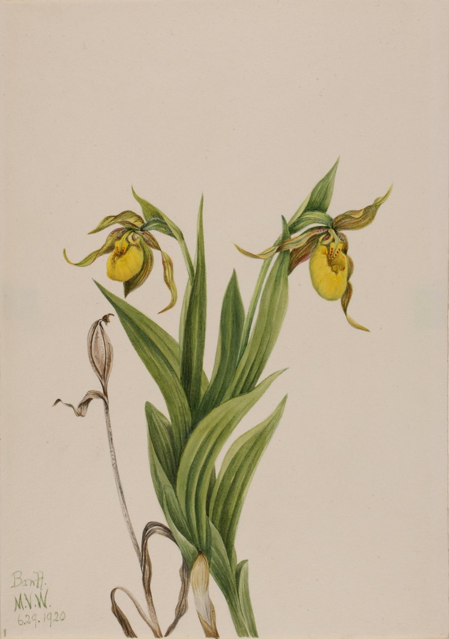  av Mary Vaux Walcott