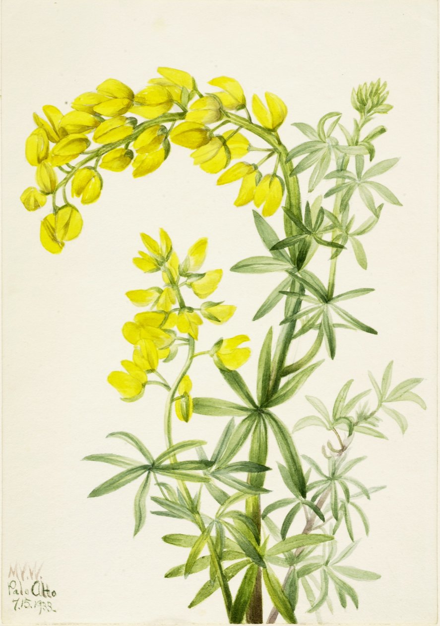  av Mary Vaux Walcott