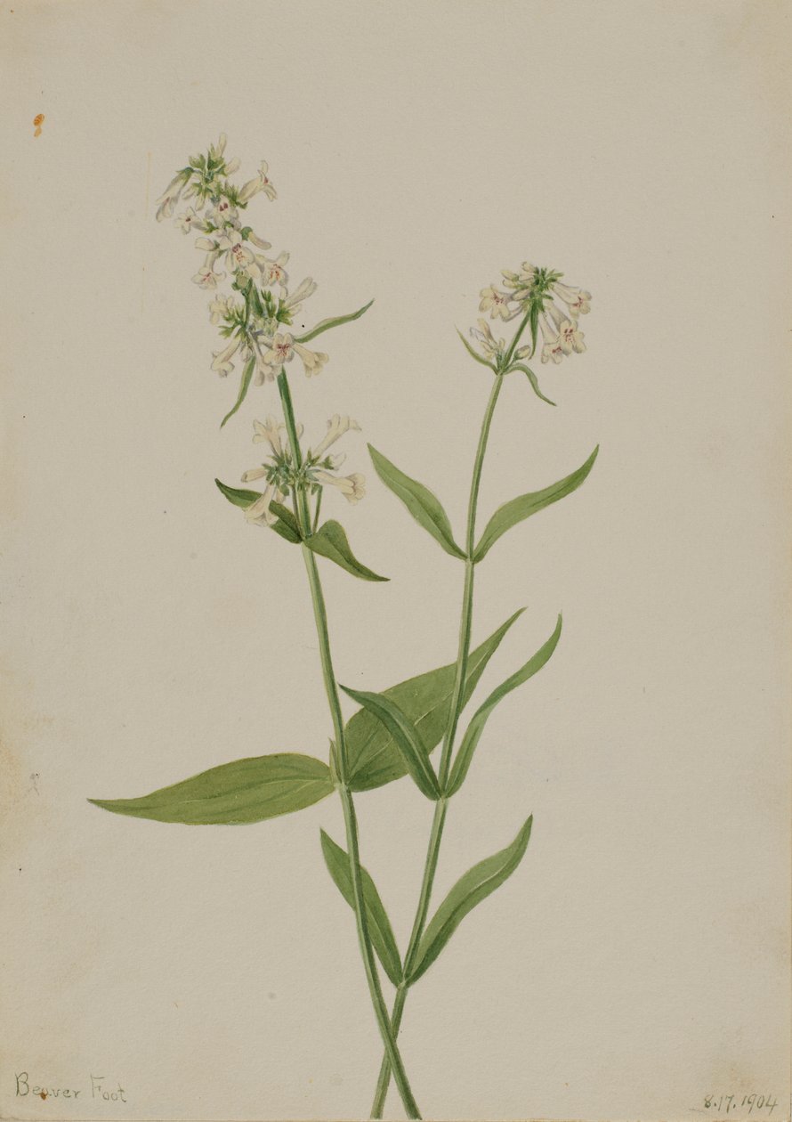  av Mary Vaux Walcott