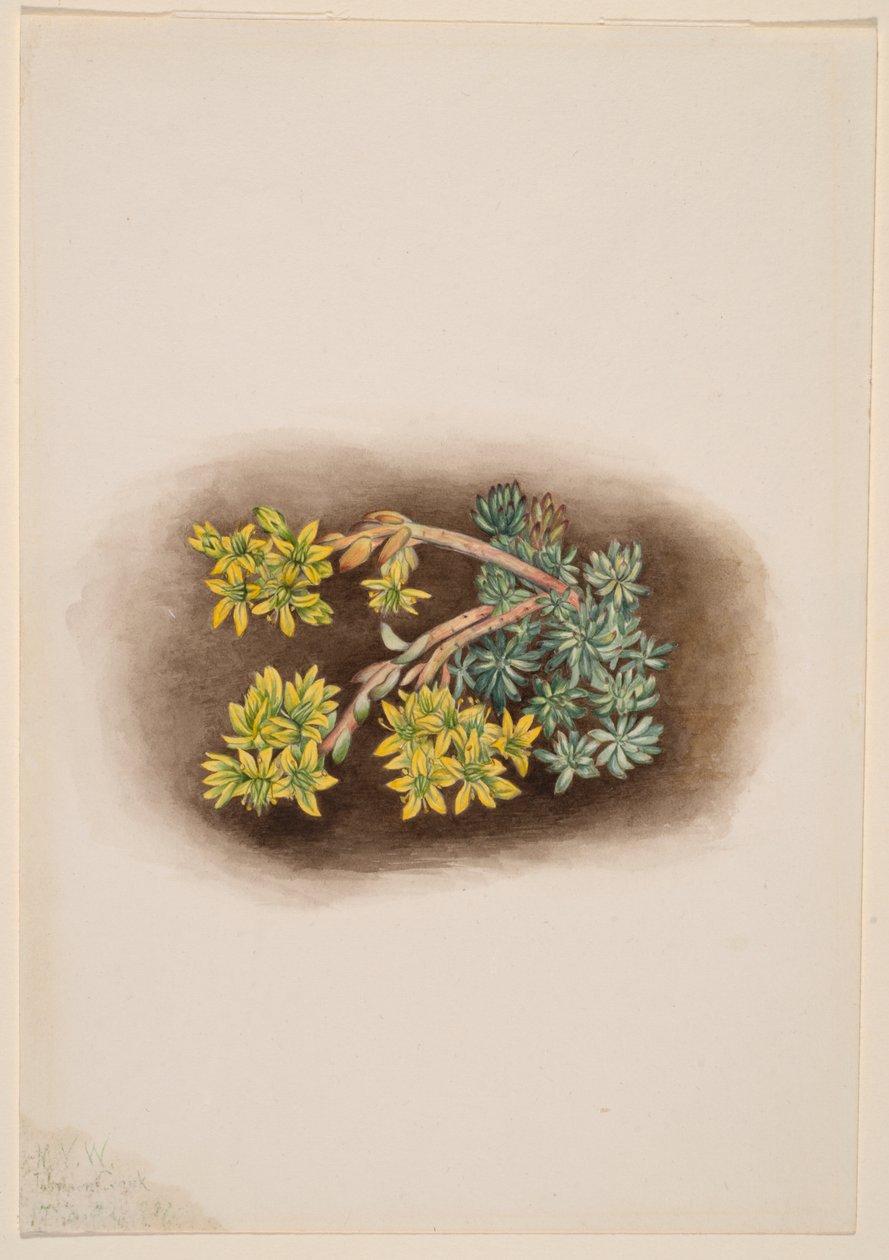  av Mary Vaux Walcott