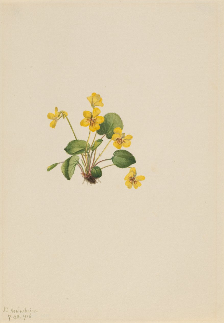  av Mary Vaux Walcott