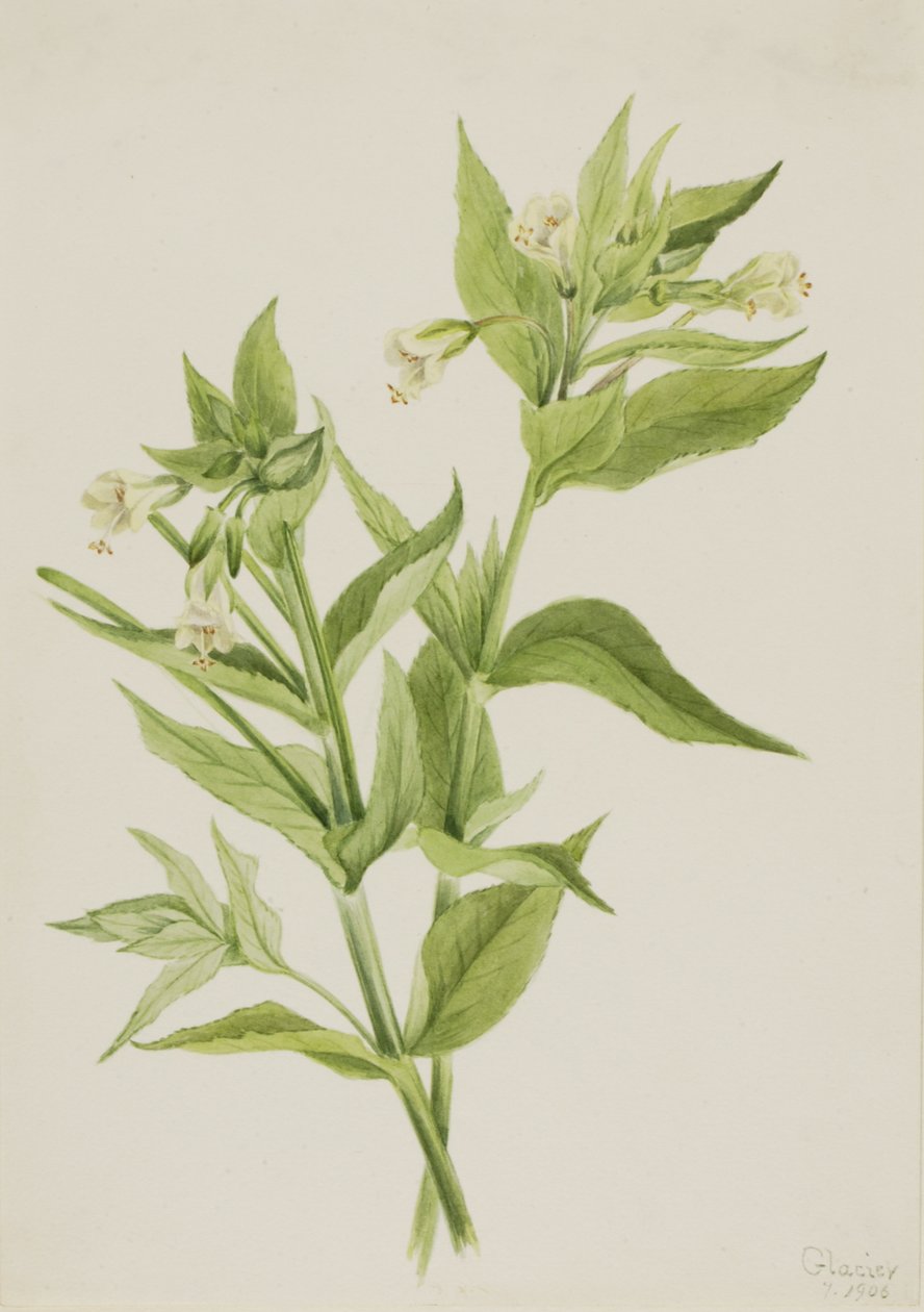 Yellow Willow-Weed Epilobium lutem, 1906. av Mary Vaux Walcott