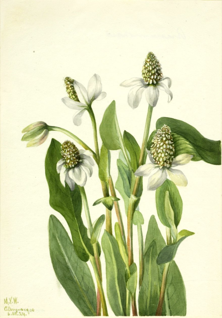  av Mary Vaux Walcott
