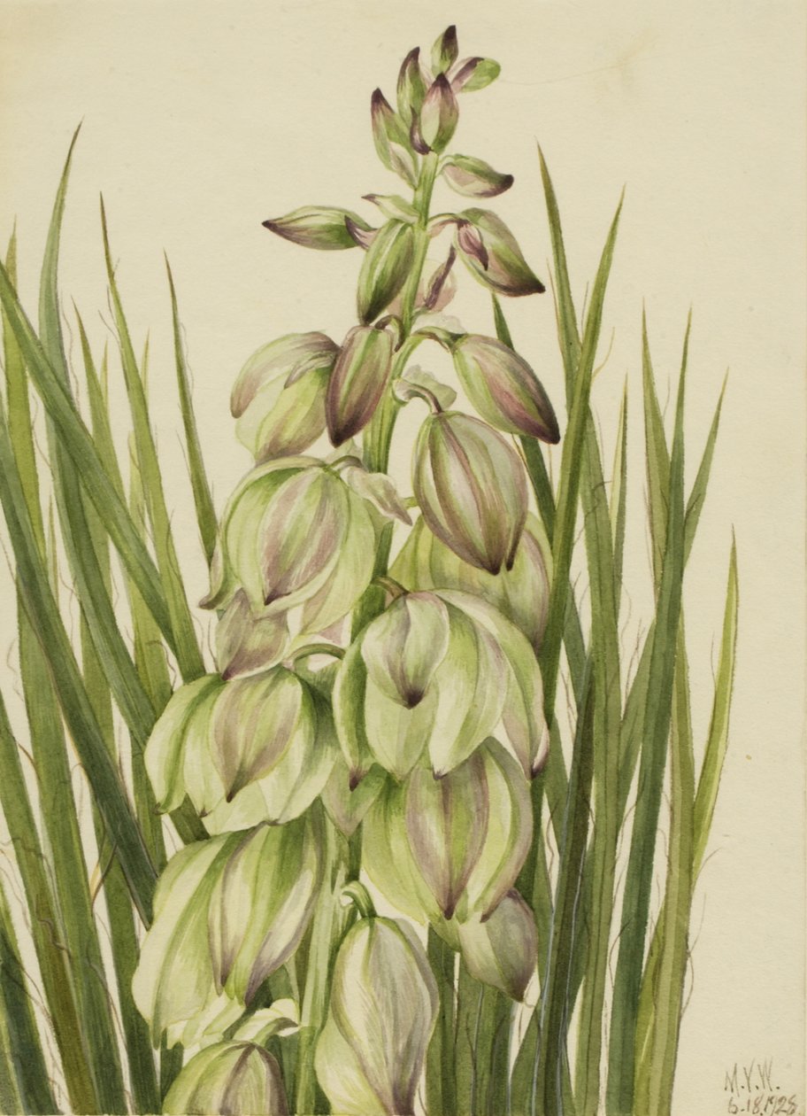 yucca yucca put one, 1928. av Mary Vaux Walcott