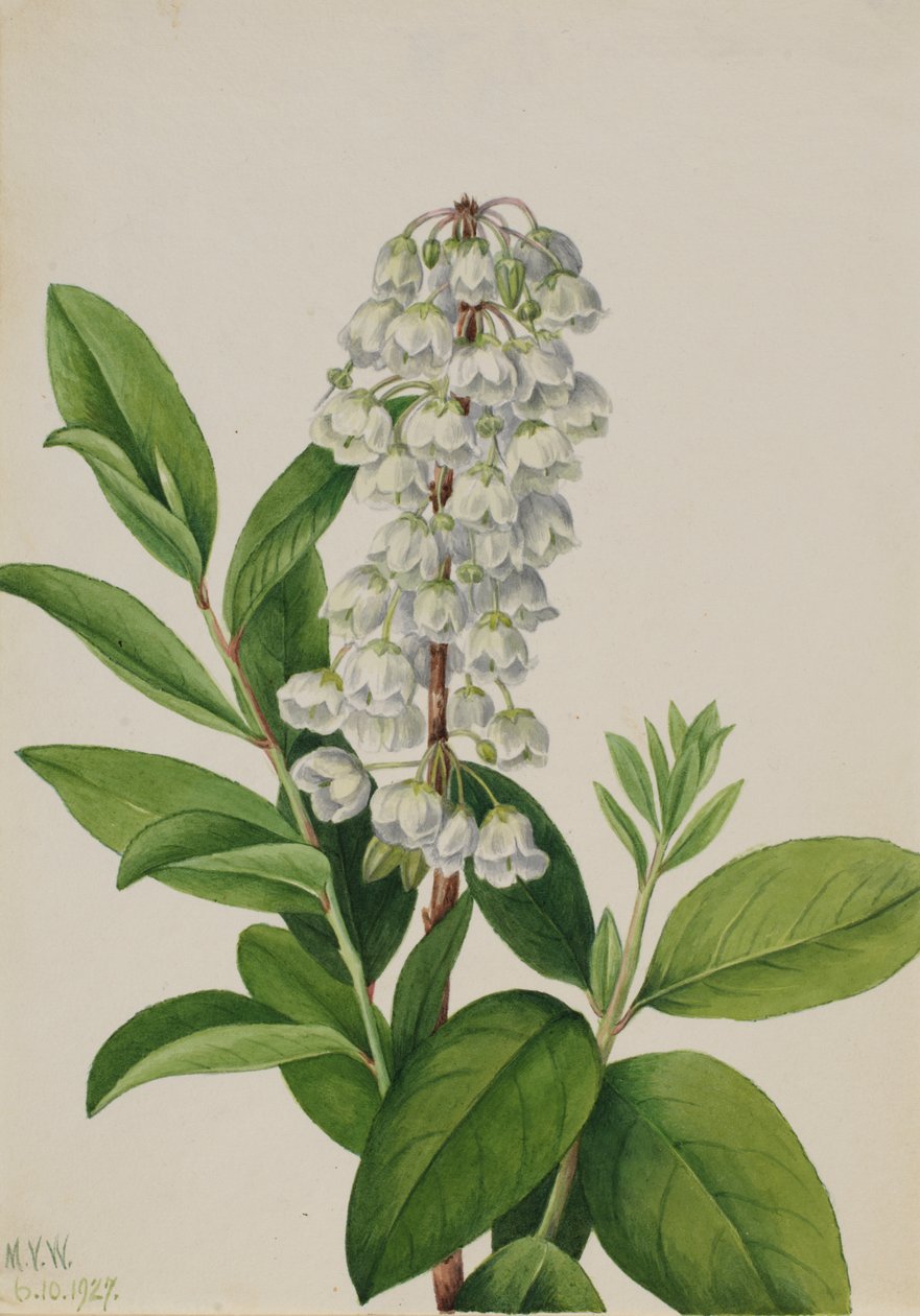  av Mary Vaux Walcott