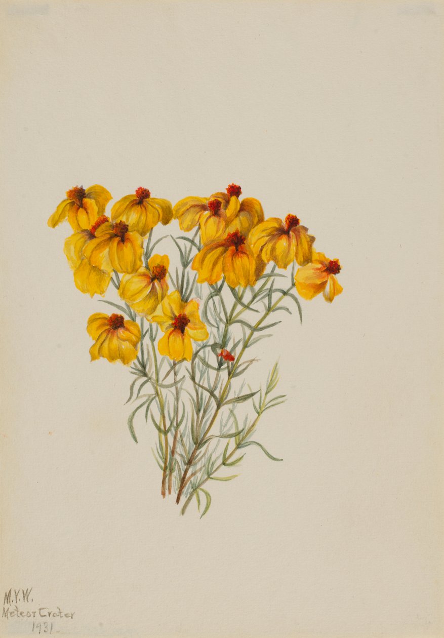  av Mary Vaux Walcott