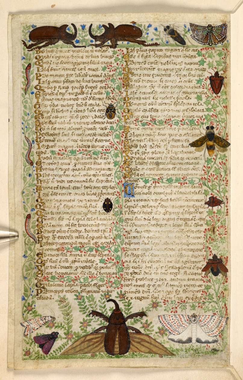 Legge til. 28841, f.4v: Møller og hornbiller, fra en avhandling om dyder og laster, og en anonym prosahistorie på Sicilia (fragment), ca. 1330-40 (vellum) av Master of the Cocharelli Codex