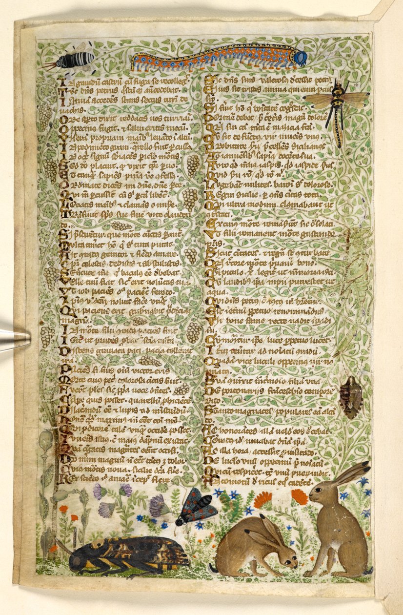 Legge til. 28841, f.6v: Kaniner og insekter, inkludert en larve, øyenstikker og en møll, fra en avhandling om dyder og laster, og en anonym prosahistorie på Sicilia (fragment), ca. 1330-40 (vellum) av Master of the Cocharelli Codex