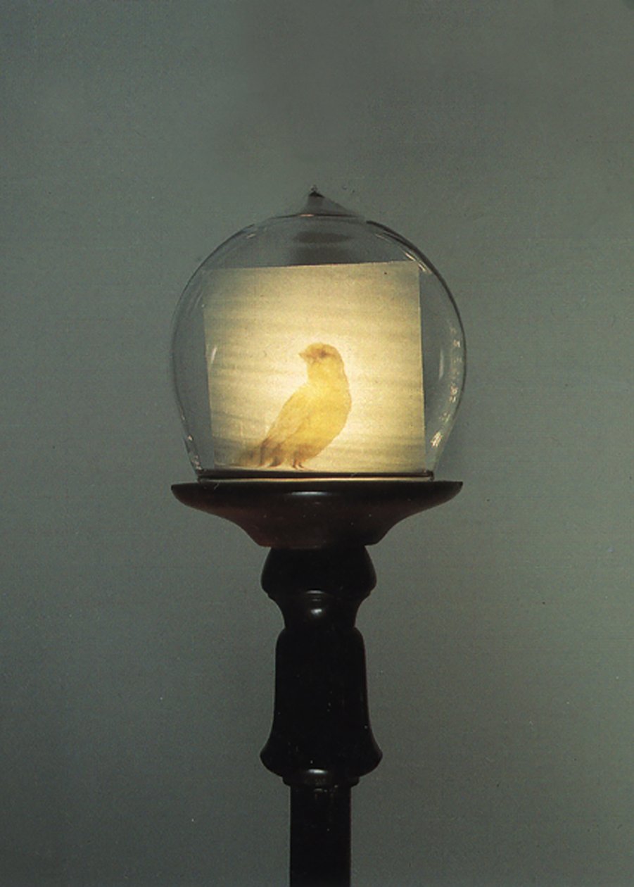  av Mat Collishaw