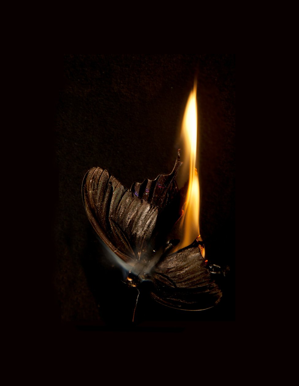  av Mat Collishaw