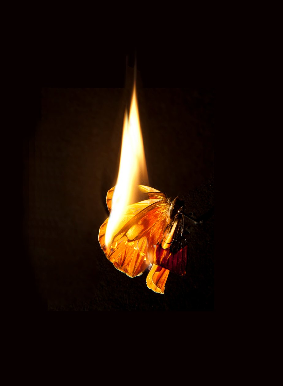  av Mat Collishaw