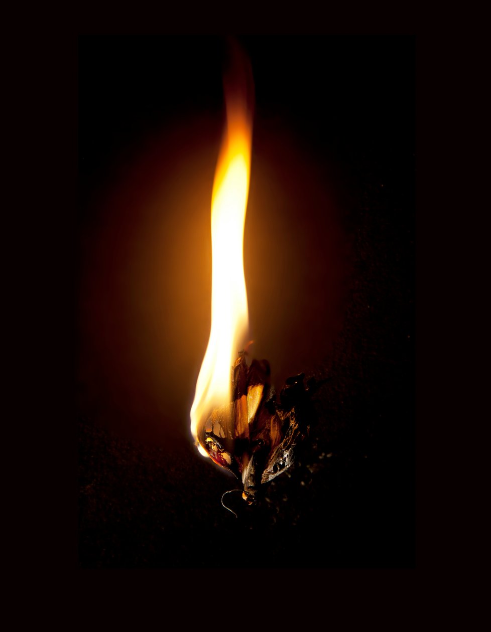  av Mat Collishaw