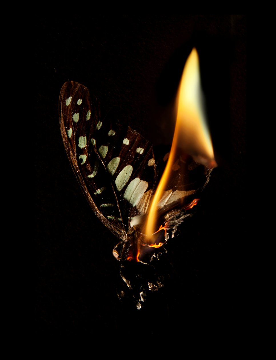  av Mat Collishaw