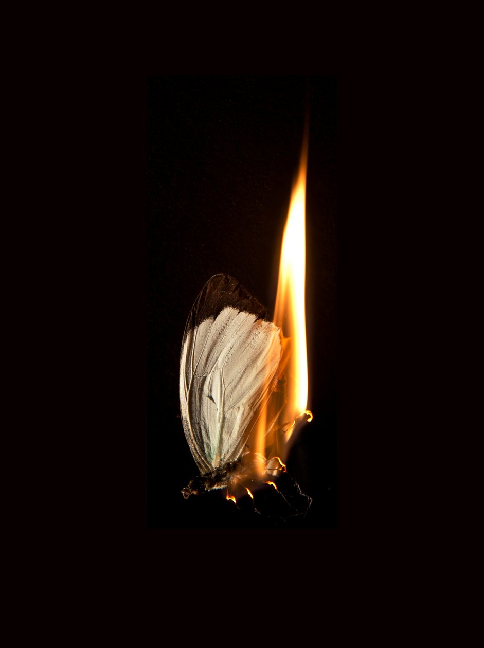  av Mat Collishaw