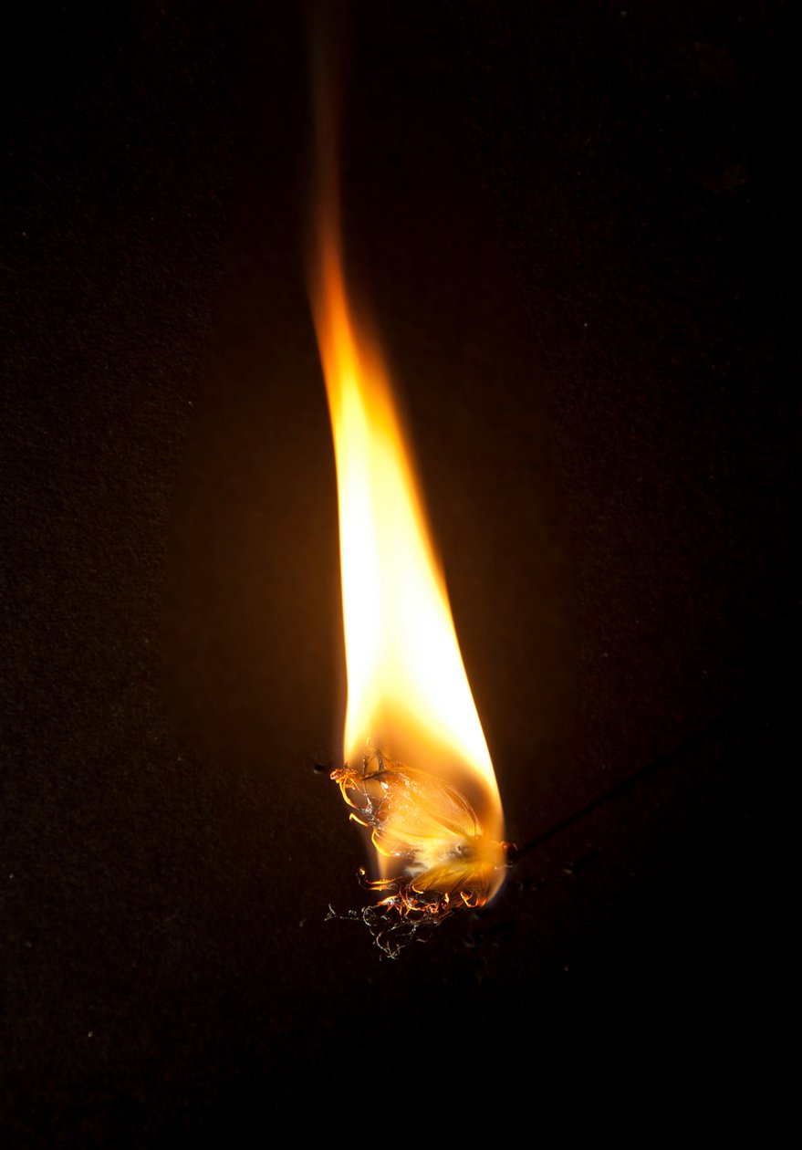  av Mat Collishaw