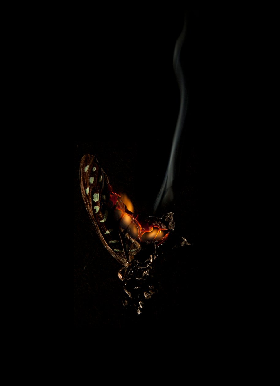  av Mat Collishaw