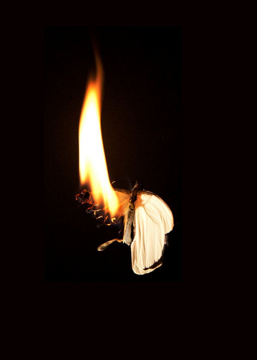  av Mat Collishaw