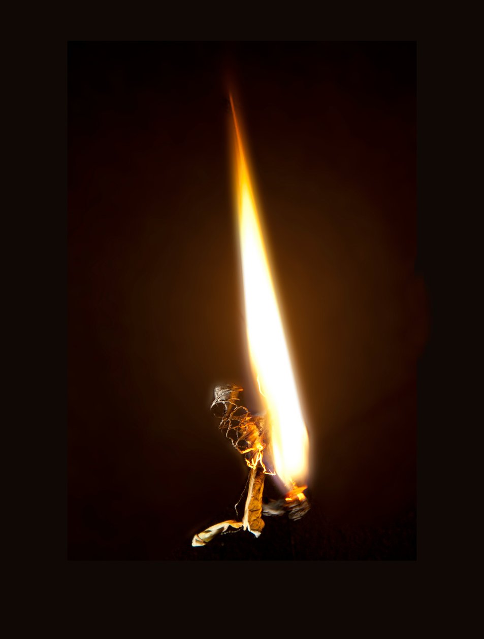 Burning Butterfly 8, 2013 (Lambda-trykk) av Mat Collishaw